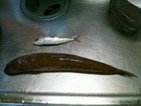 久しぶりのマリーナシティ