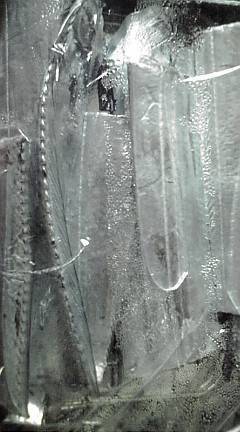 ジグサビキのちワインド！