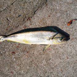 沼島のショアジギングでエソ&シイラ