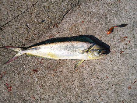 沼島のショアジギングでエソ&シイラ