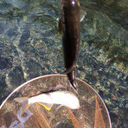 夏はアユ釣りに限る！