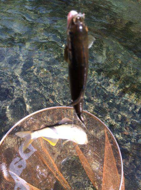 夏はアユ釣りに限る！