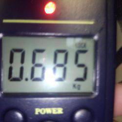 久しぶりのタコ２匹