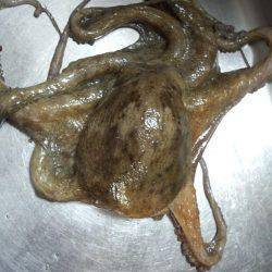 久しぶりの大タコ