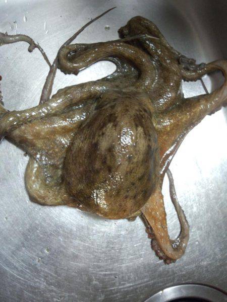 久しぶりの大タコ