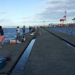 今年初タチウオ＼(^o^)／