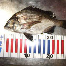 夜釣りでちぬ。