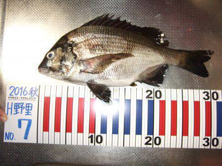 夜釣りでちぬ。