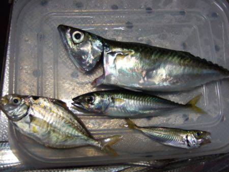 タチウオ釣り。