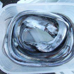 タチウオ、サイズ良くなってきてる気がします!