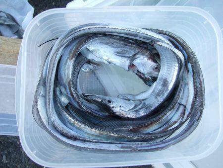 タチウオ、サイズ良くなってきてる気がします!