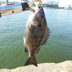 落とし込みで真チヌＧＥＴ