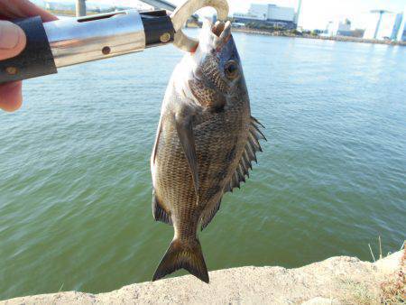 落とし込みで真チヌＧＥＴ