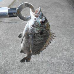 落とし込みで真チヌ３５ｃｍ他計４枚、キビレ４１ｃｍ１枚