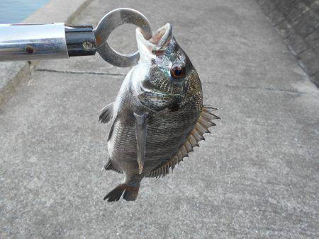 落とし込みで真チヌ３５ｃｍ他計４枚、キビレ４１ｃｍ１枚