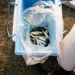 沼島赤灯台でショアジギング&サビキ釣行