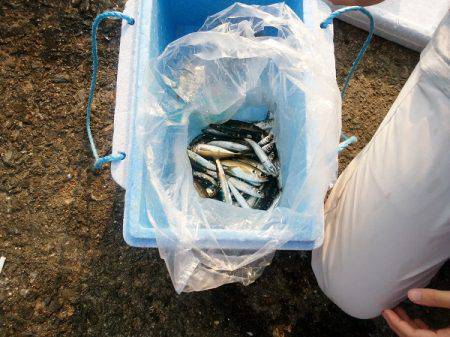 沼島赤灯台でショアジギング&サビキ釣行