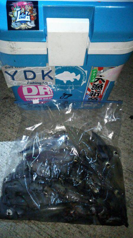 夕まづめから1時間ケンサキ乱舞!