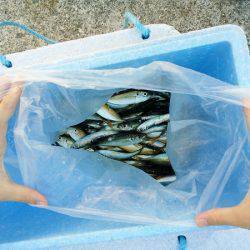 沼島 泊波止赤灯台でサビキ釣り