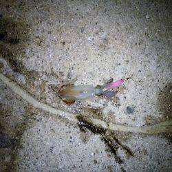 ライトエギングでケンサキイカ