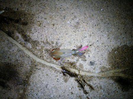 ライトエギングでケンサキイカ