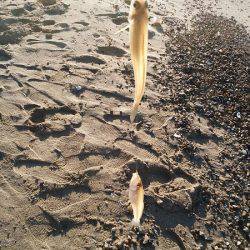 明石川河口サーフでチョイ投げのキス