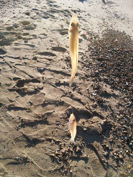 明石川河口サーフでチョイ投げのキス