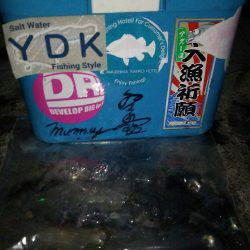 胴長２０㎝のケンサキヒット！