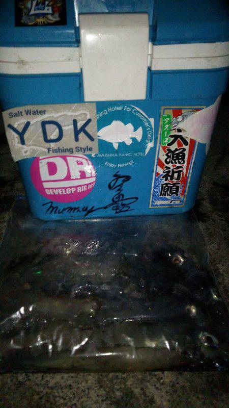 胴長２０㎝のケンサキヒット！