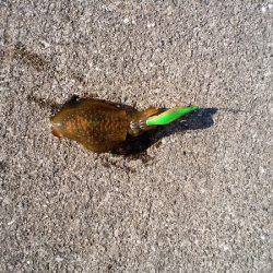 アオリイカの新子調査