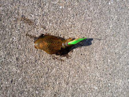 アオリイカの新子調査