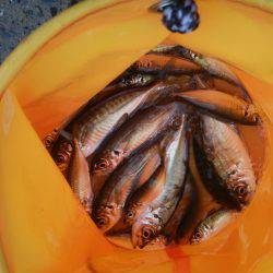 シーサイドコスモ サヨリ