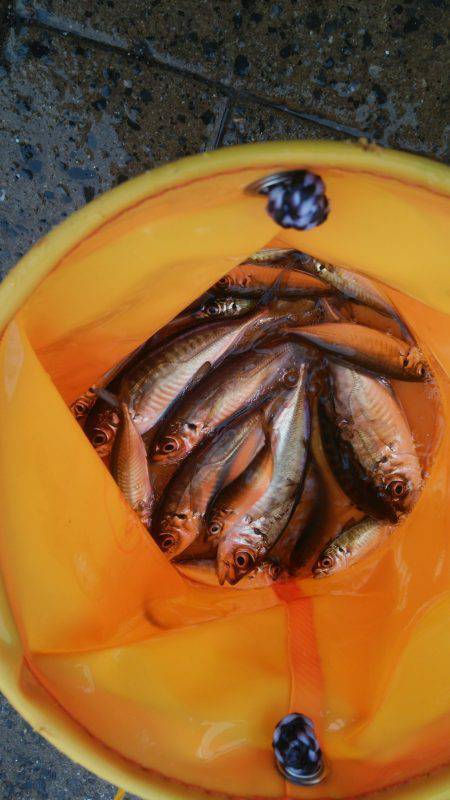 シーサイドコスモ サヨリ