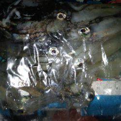 友人達とわいわいライトエギングでケンサキイレノリ♪