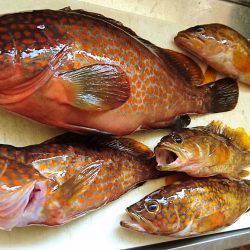 グルーパーゲーム