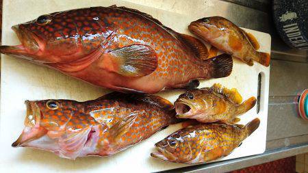 グルーパーゲーム