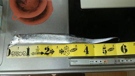 太刀魚渋かった