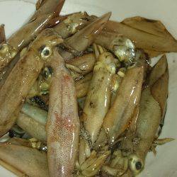 ケンサキ好調 潮止まりで食いが立つ