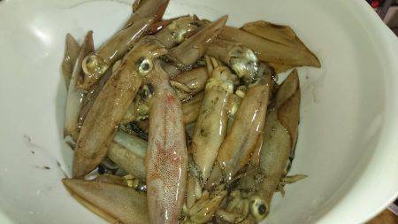 ケンサキ好調 潮止まりで食いが立つ