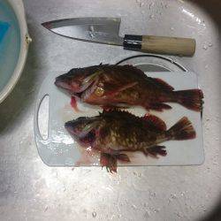 エギングのちガシリング