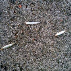 ケンサキ&サビキ釣行