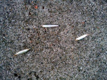 ケンサキ&サビキ釣行