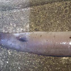 お盆休みは釣り三昧!