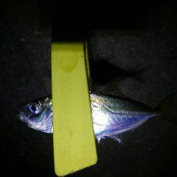 どっちもどっち