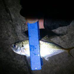 癒しのアジング？