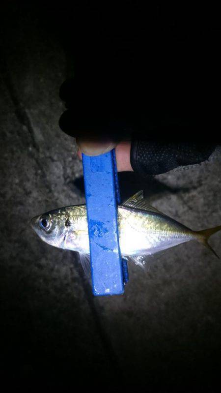 癒しのアジング？