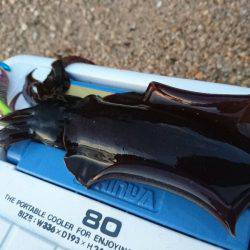 ９月最初のサーフエギング(￣ー￣)