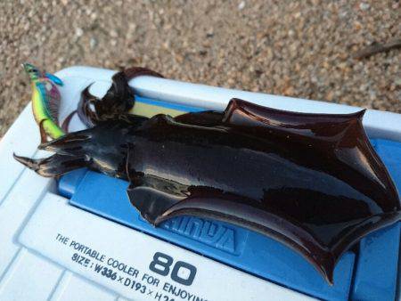 ９月最初のサーフエギング(￣ー￣)