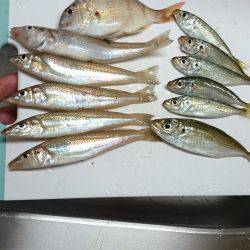 結局キッシング