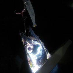 淡路島アジング&タチウオ!